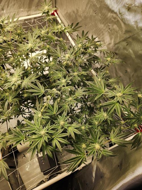 Glacial Razorberry. Week 14
