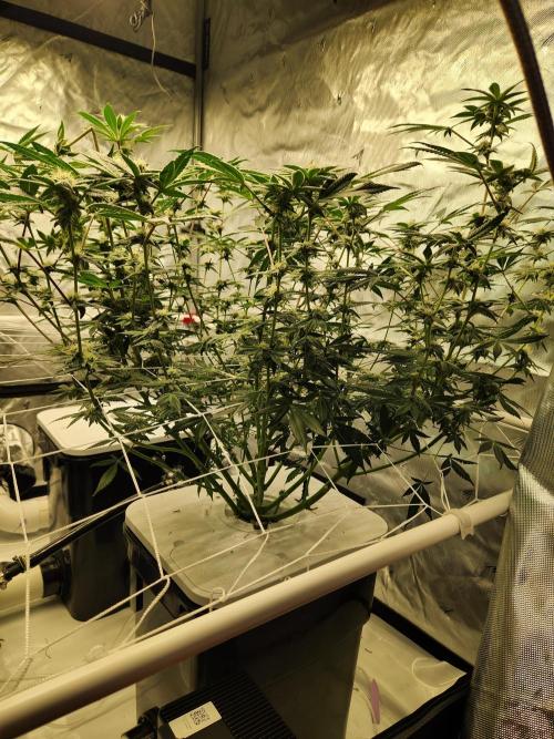 Glacial Razorberry. Week 14