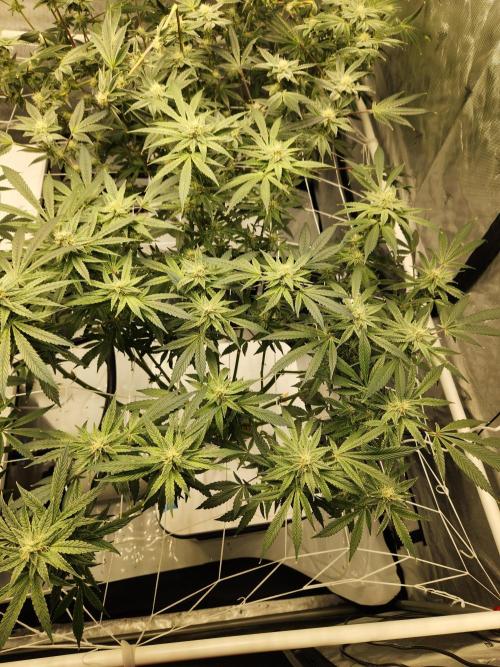 Glacial Razorberry. Week 14