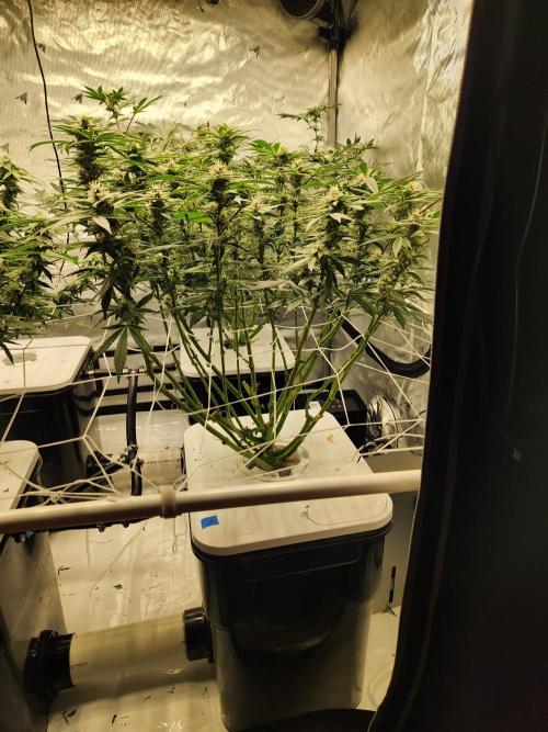 Glacial Razorberry. Week 14