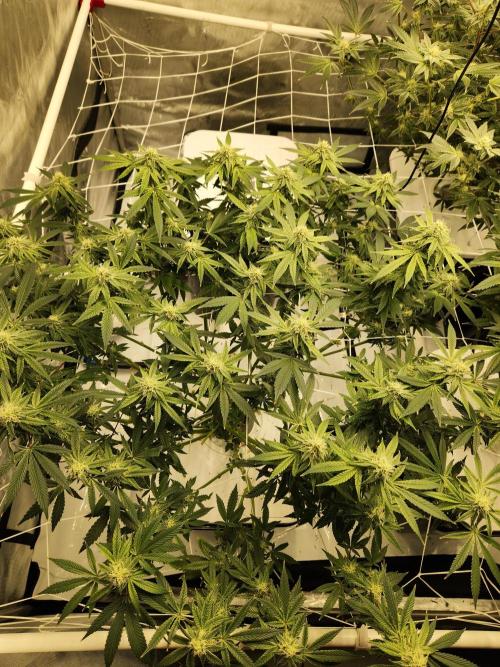 Glacial Razorberry. Week 14