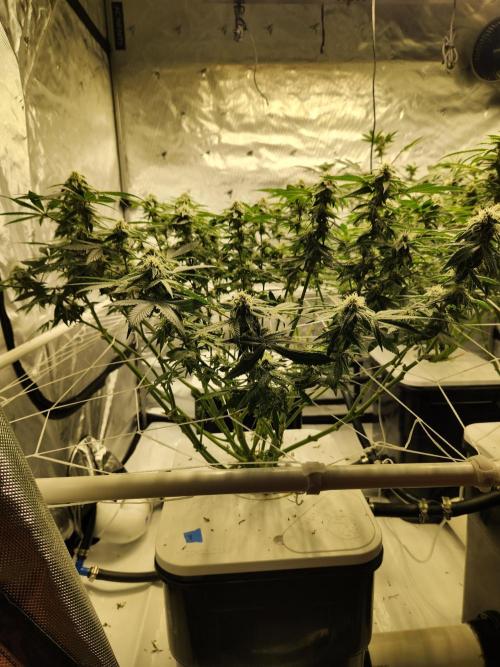 Glacial Razorberry. Week 14