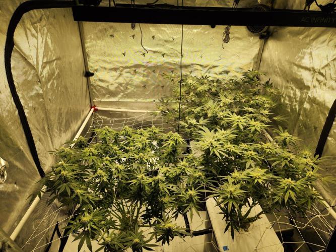 Glacial Razorberry. Week 14