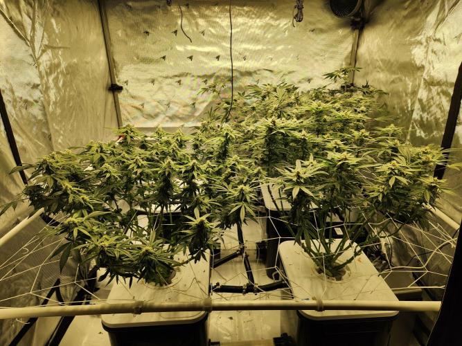 Glacial Razorberry. Week 15