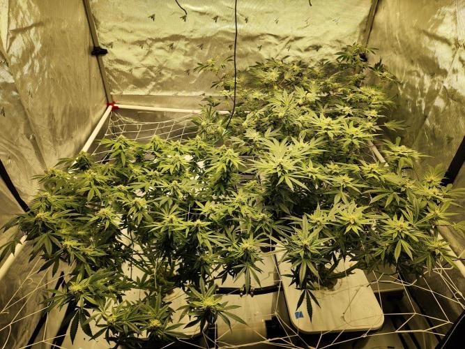 Glacial Razorberry. Week 15