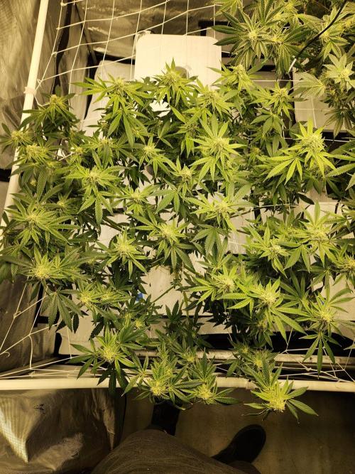 Glacial Razorberry. Week 15