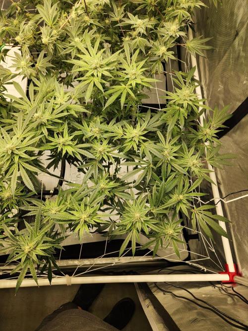 Glacial Razorberry. Week 15