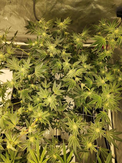 Glacial Razorberry. Week 15