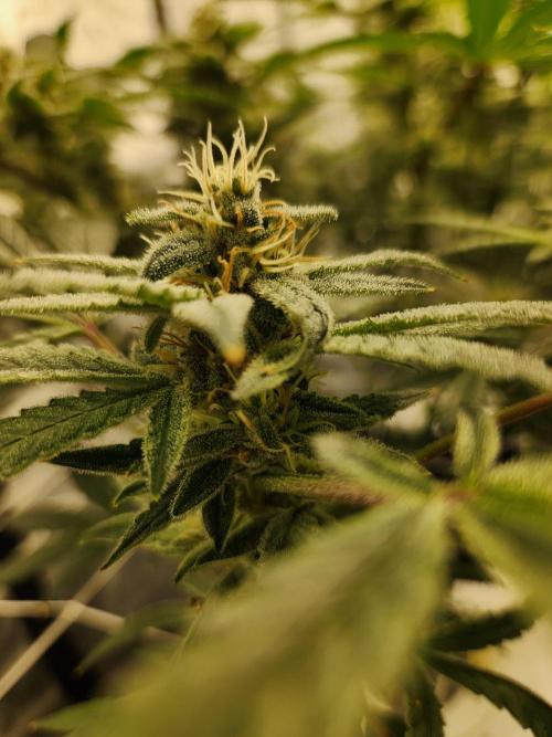 Glacial Razorberry. Week 15