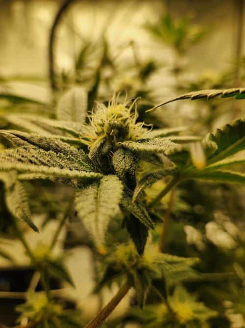 Glacial Razorberry. Week 15