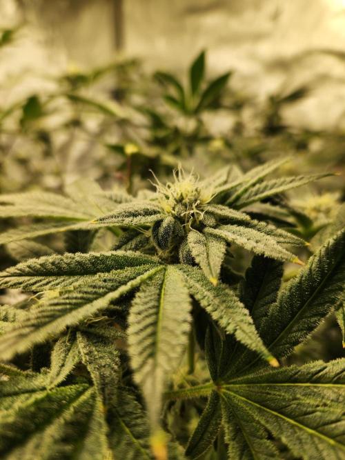 Glacial Razorberry. Week 15
