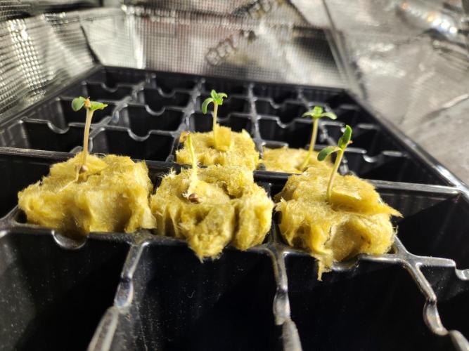 Mimosa. Week 0
