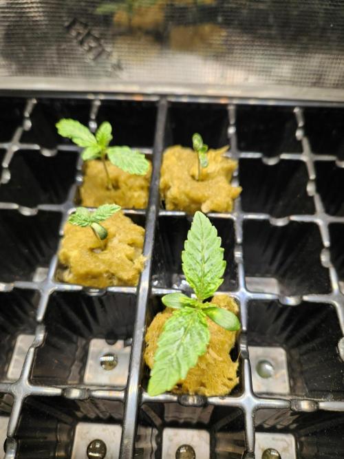 Mimosa. Week 0