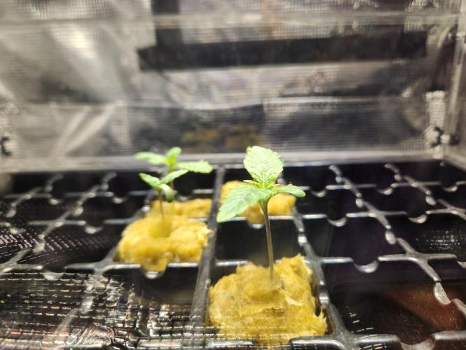 Mimosa. Week 0