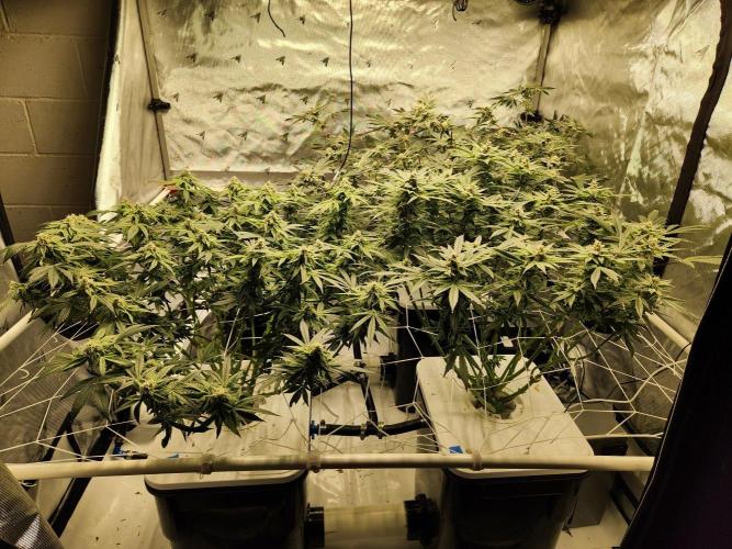 Glacial Razorberry. Week 16