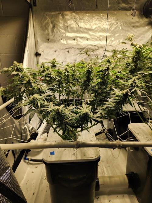 Glacial Razorberry. Week 16
