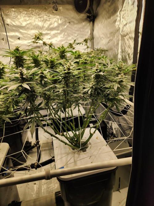 Glacial Razorberry. Week 16