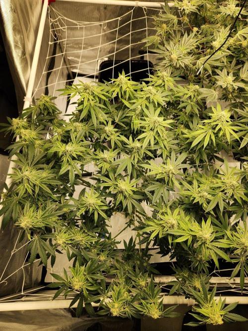 Glacial Razorberry. Week 16