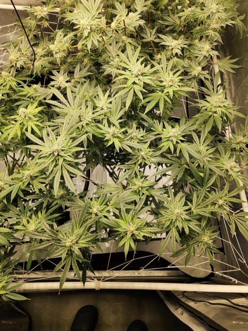 Glacial Razorberry. Week 16