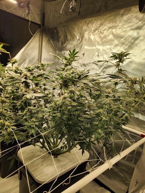 Glacial Razorberry. Week 16