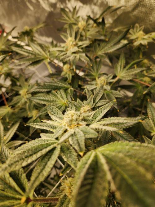 Glacial Razorberry. Week 16