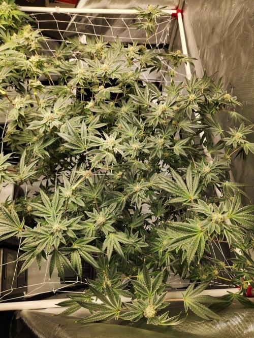 Glacial Razorberry. Week 16