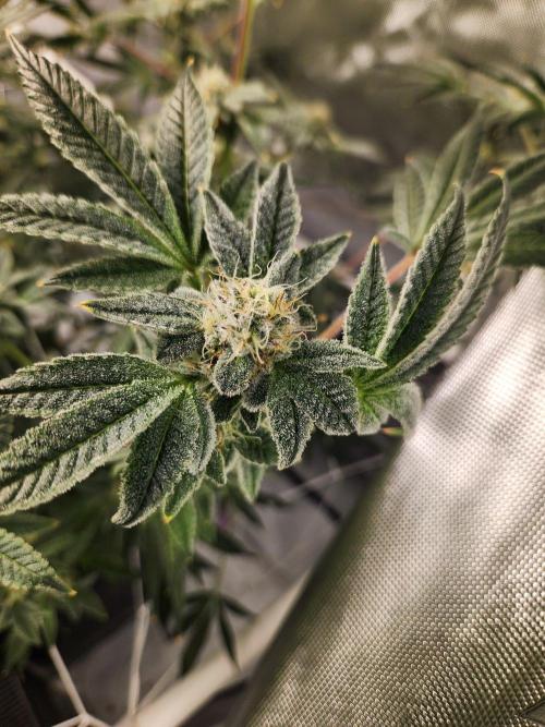 Glacial Razorberry. Week 16