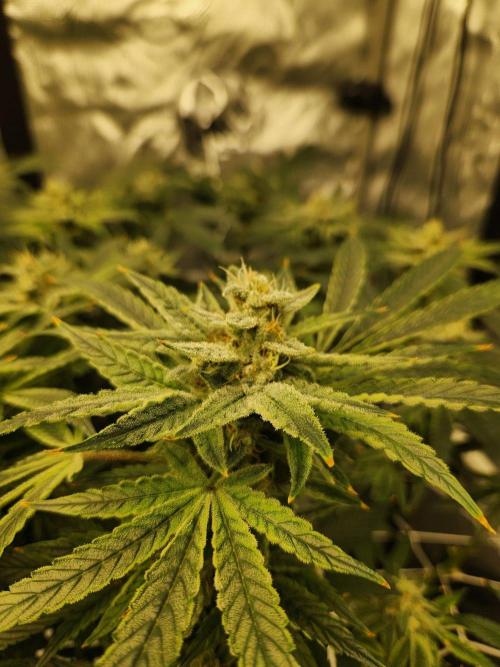 Glacial Razorberry. Week 16
