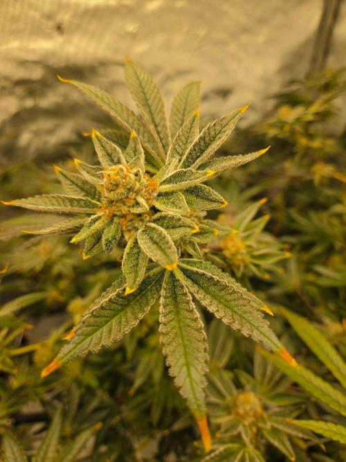 Glacial Razorberry. Week 17