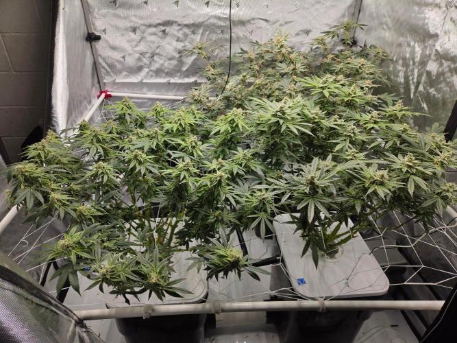 Glacial Razorberry. Week 17