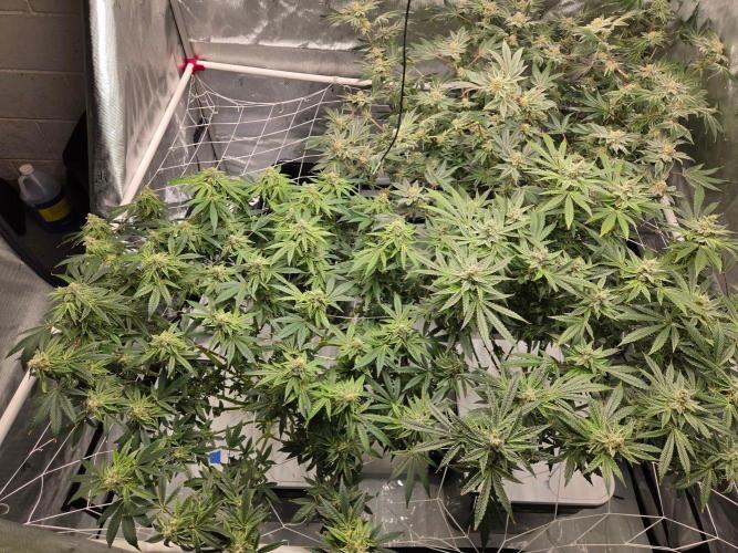 Glacial Razorberry. Week 17