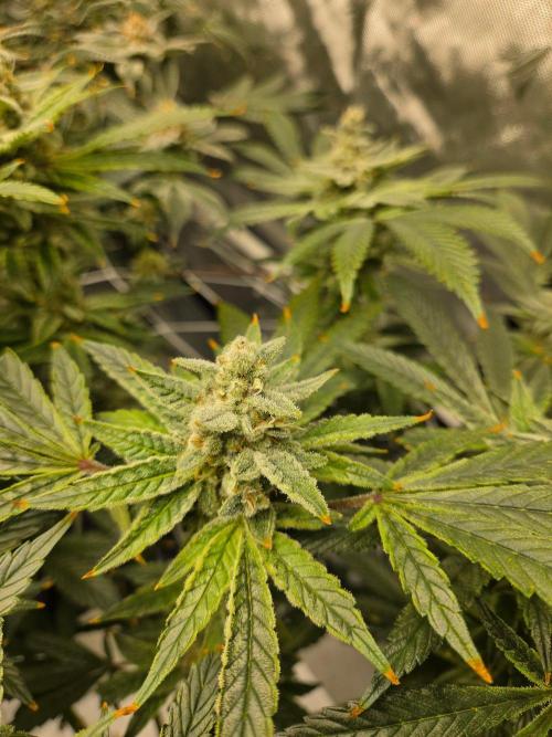 Glacial Razorberry. Week 17