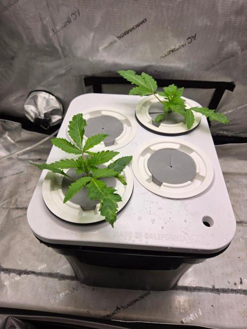 Mimosa. Week 1