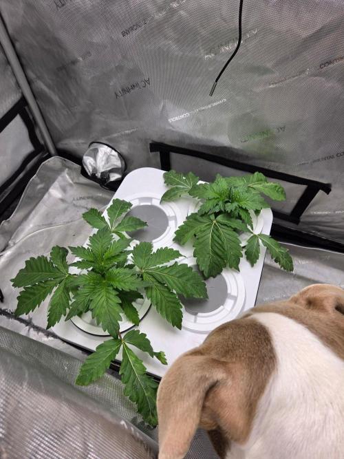 Mimosa Regular. Week 1