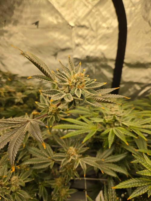 Glacial Razorberry. Week 17