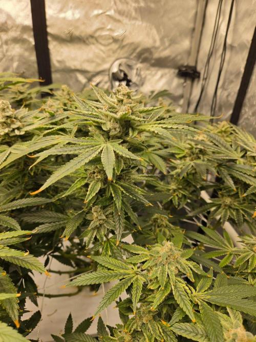 Glacial Razorberry. Week 17