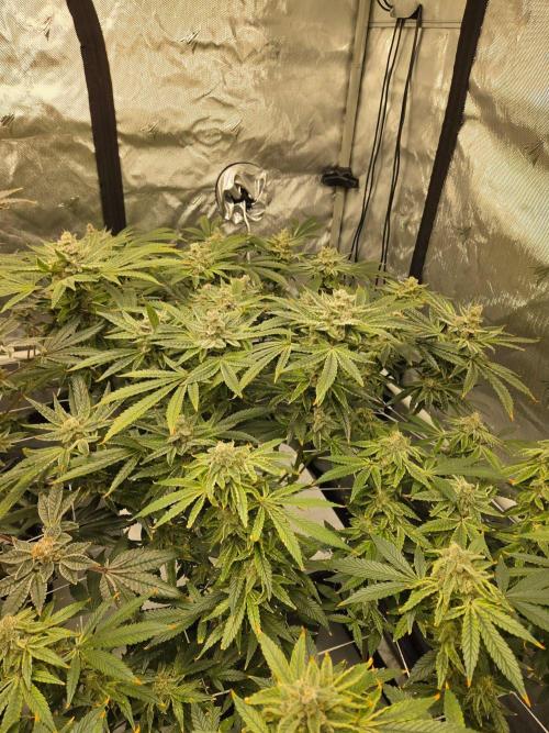 Glacial Razorberry. Week 17
