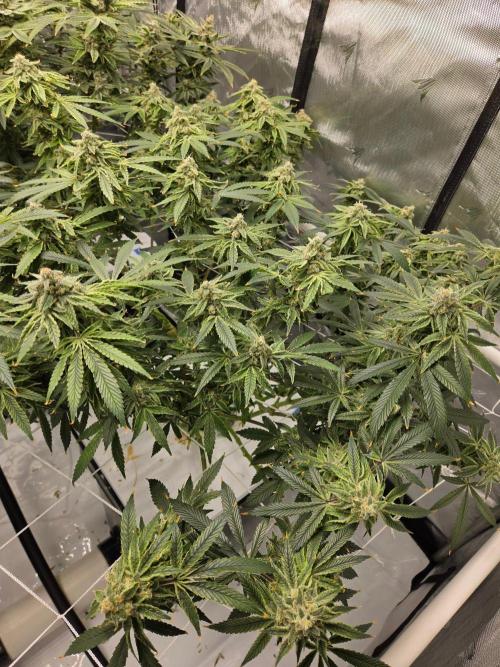 Glacial Razorberry. Week 17