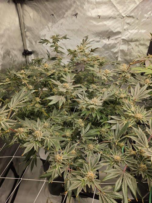 Glacial Razorberry. Week 17