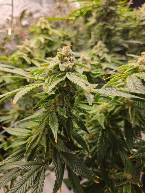 Glacial Razorberry. Week 18