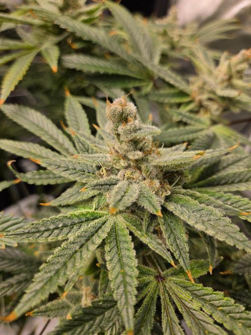 Glacial Razorberry. Week 18