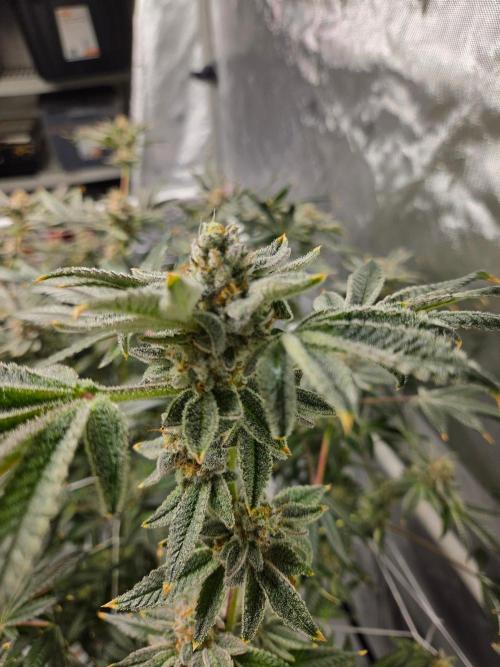 Glacial Razorberry. Week 18