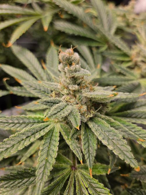 Glacial Razorberry. Week 18