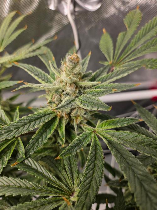 Glacial Razorberry. Week 18