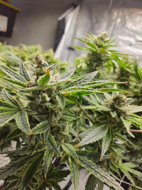 Glacial Razorberry. Week 18