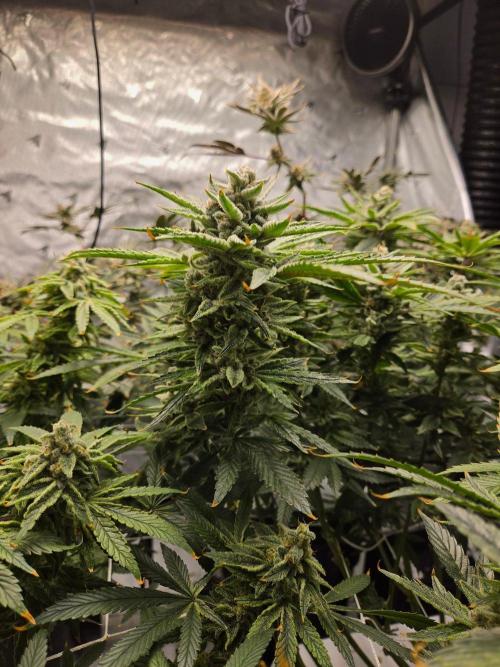 Glacial Razorberry. Week 18