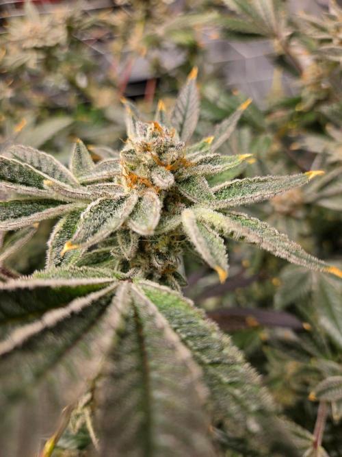 Glacial Razorberry. Week 18