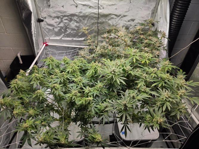 Glacial Razorberry. Week 18