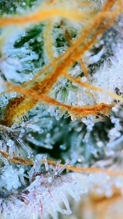 Glacial Razorberry. Week 18