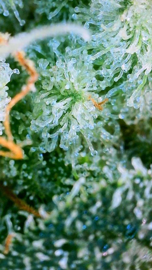 Glacial Razorberry. Week 18